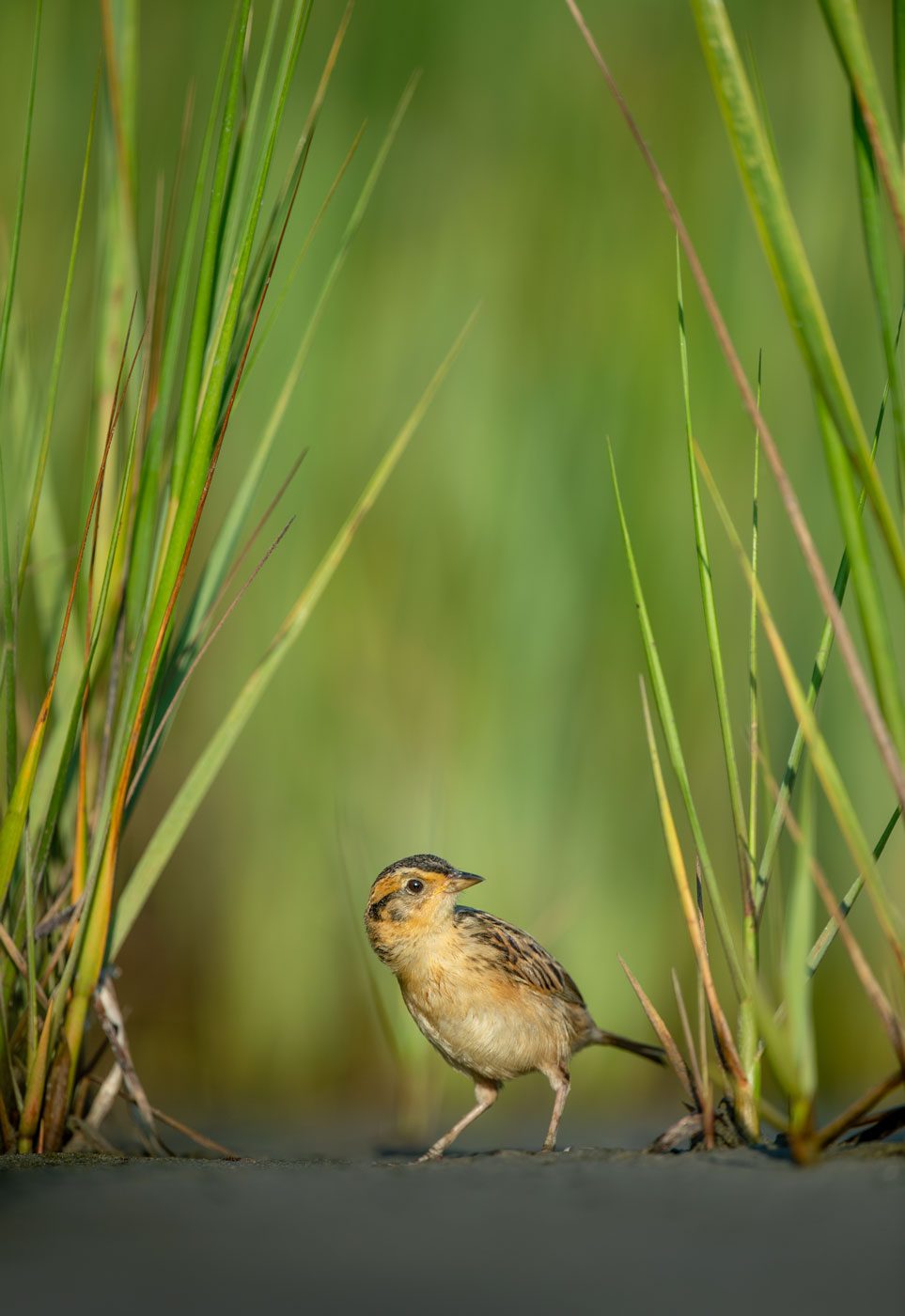 Saltmarsh Sparrow in the grasses. Photo by Ray Hennessy.