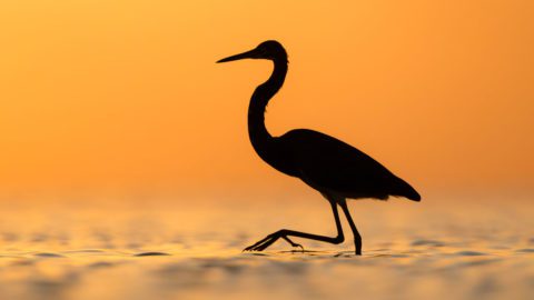 tricolored heron silhouetted against sunrise by Dorian Anderson/Macaulay Library