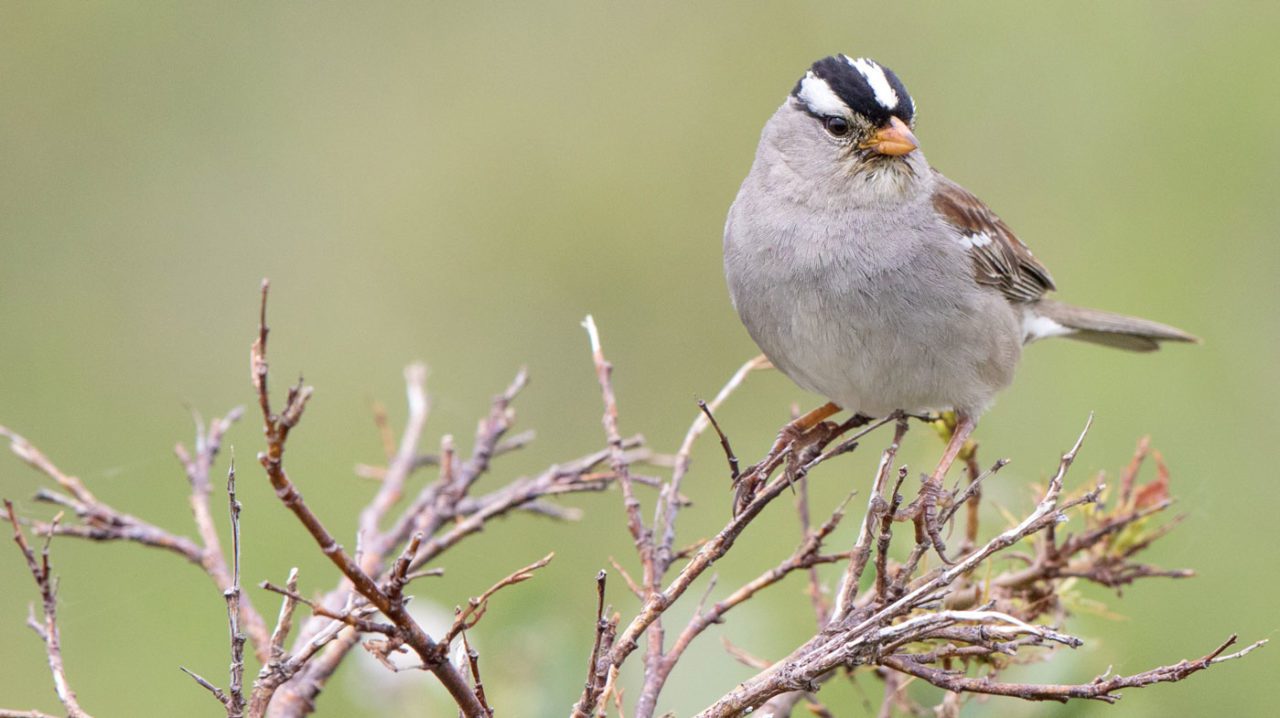 White-crowned Sparrow by Steve Kelling/Macaulay Library