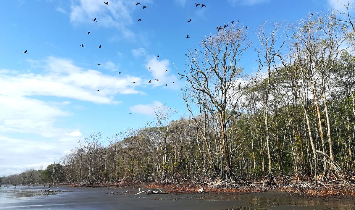Photo of Punta Soldado mangroves courtesy of Johann Delgado
