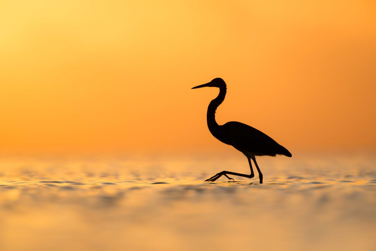 tricolored heron silhouetted against sunrise by Dorian Anderson/Macaulay Library