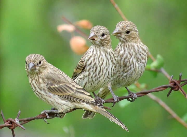 House Finches by Nick Swan/Macaulay Library.