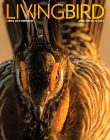 Living Bird, spring 2020 cover, Greater Prairie-Chicken by Jonathan Fiely