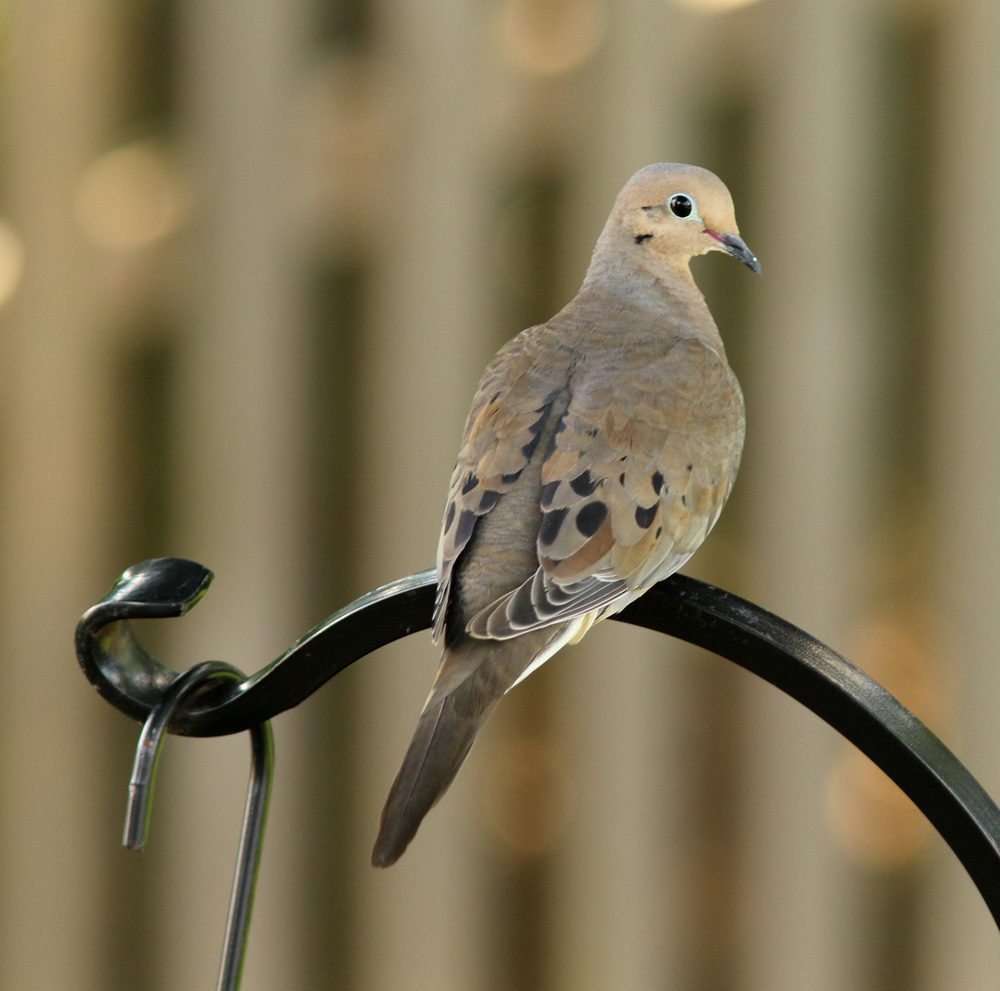 Mourning Dove by Michael Morell/Macaulay Library.
