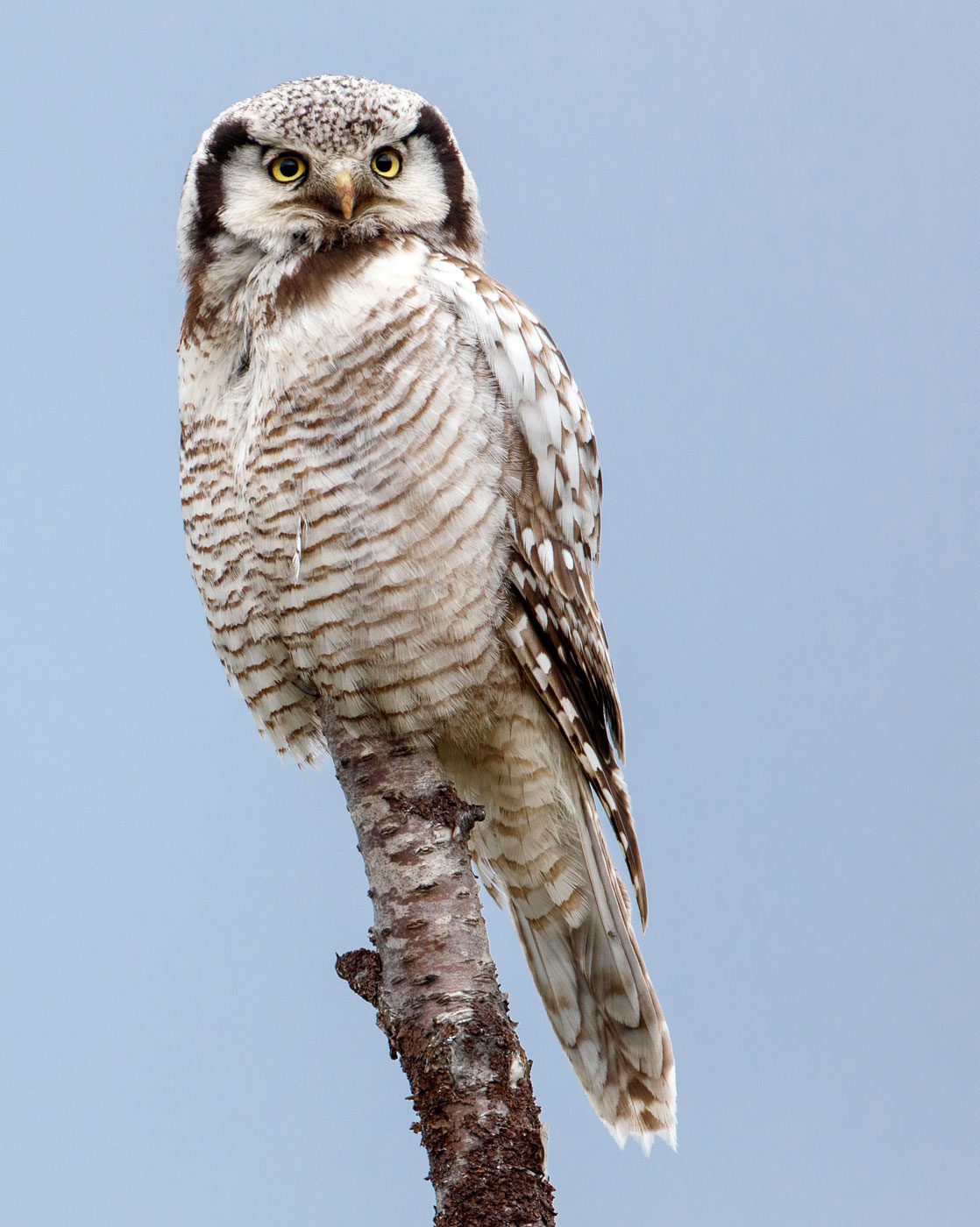 Northern Hawk Owl by Gerrit Vyn
