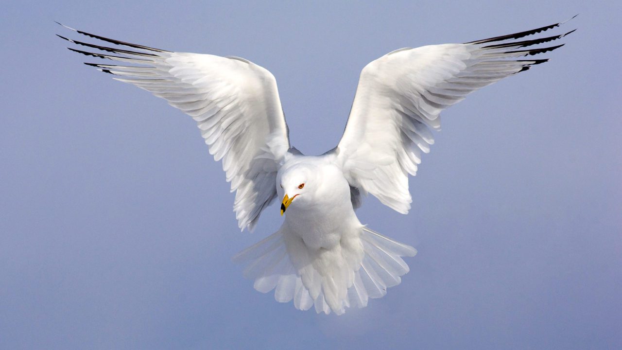 White bird in flight with blue background.