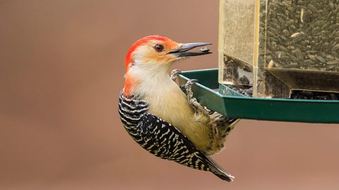 Red-bellied Woodpecker by Gerald Romanchuk/Macaulay Library