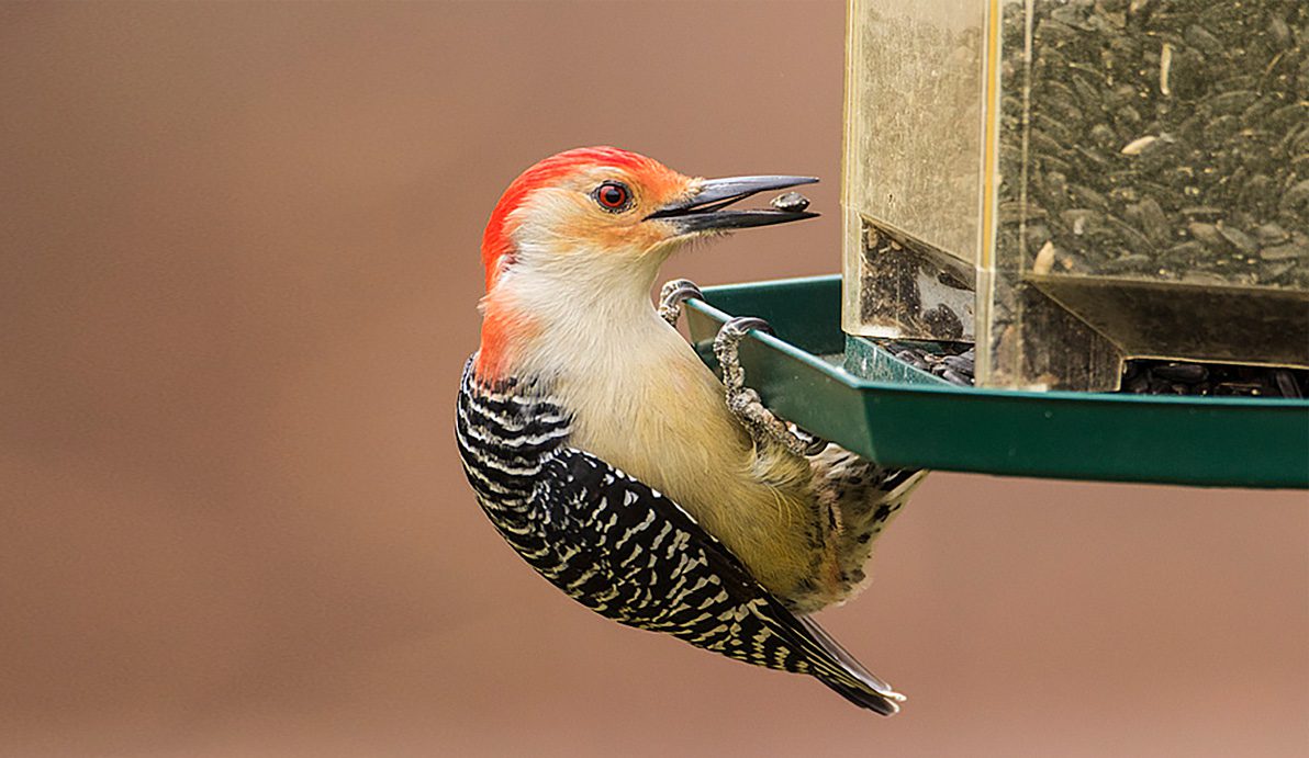 Red-bellied Woodpecker by Gerald Romanchuk/Macaulay Library