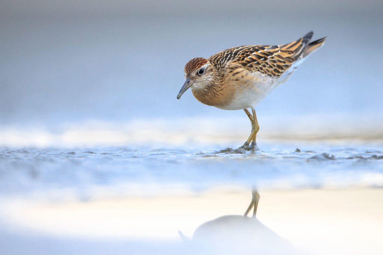 juvenile Sharp-tailed Sandpiper by Gerrit Vyn