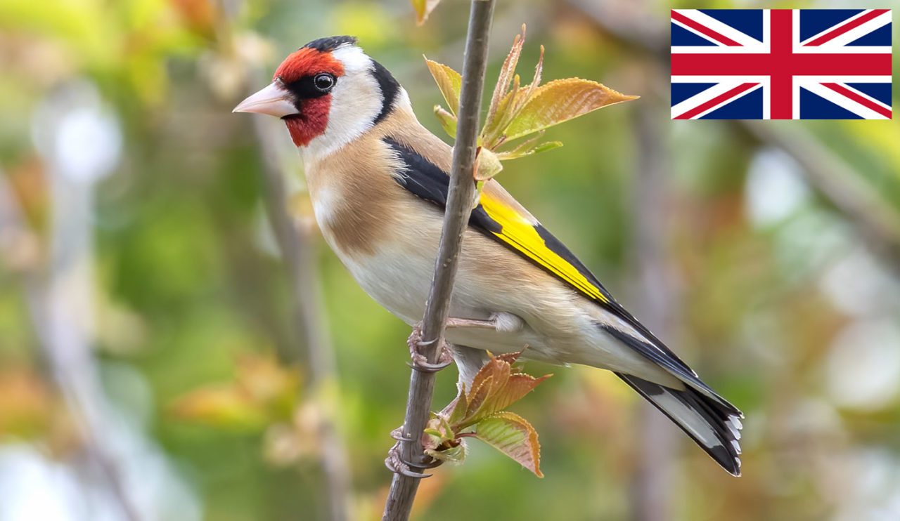 European Goldfinch by Daniel Field/Macaulay Library