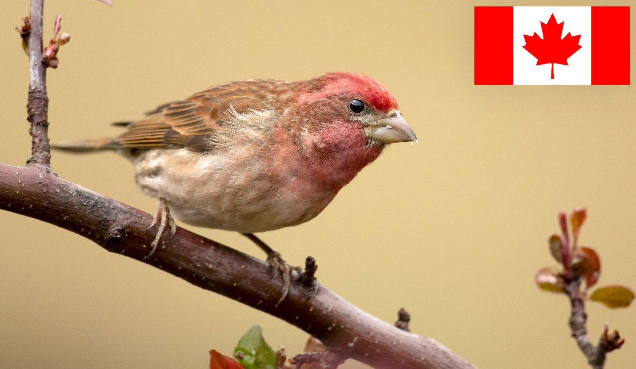 Purple Finch by Ian Routley/Macaulay Library