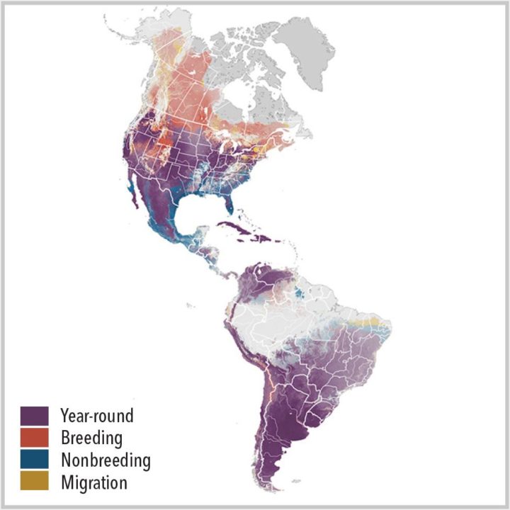 American Kestrel eBird abundance map. eBird Science maps for American Kestrels