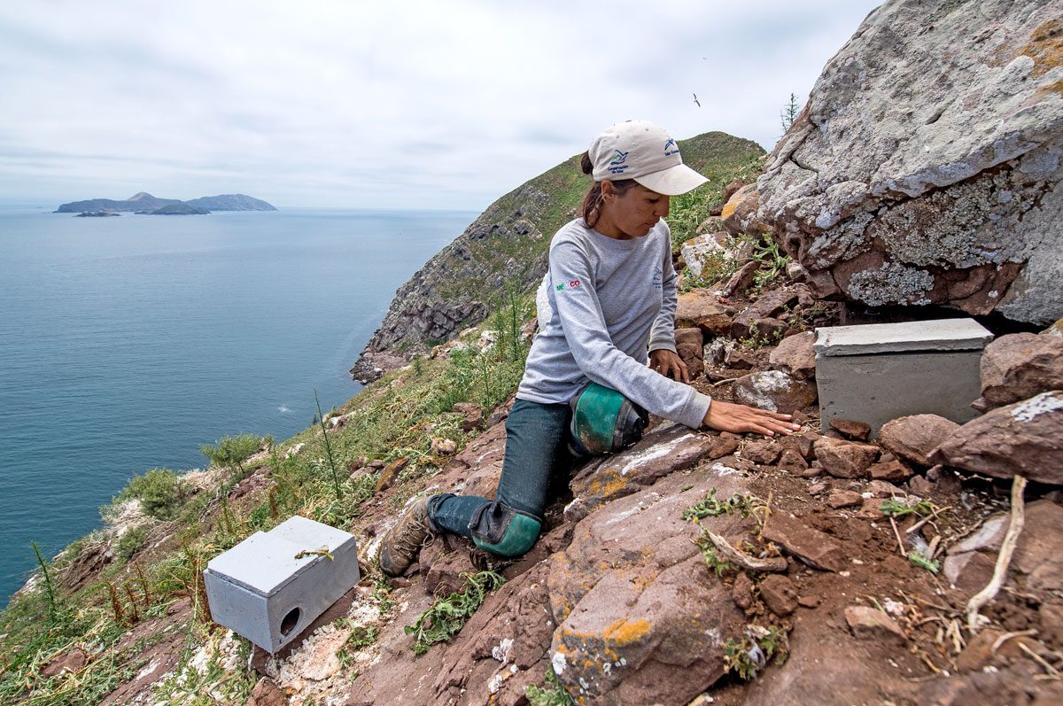 A seabird specialist from GECI installs artificial burrows for Cassin’s Auklets on the steep slopes of Isla Coronado Norte. Photo courtesy of GECI/J. A. Soriano.