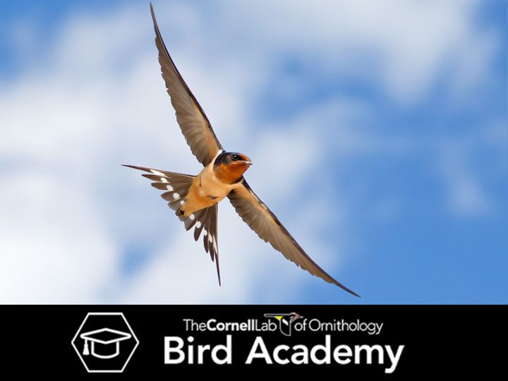 Bird Academy ad for photography course, Swallow by Melissa Groo.