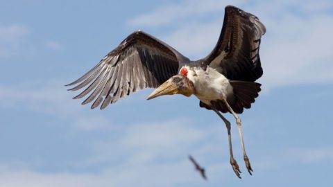 Greater Adjutant stork. Photo by Gerrit Vyn.