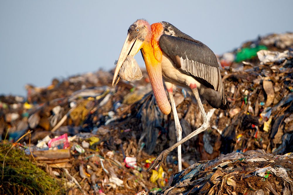 Because they are natural scavengers, Greater Adjutants gather at landfills in Assam to forage for food. Purnima Barman has petitioned the local government to regulate the stream of trash going into the landfill, so that industrial pollutants, toxic substances, and plastics don’t get mixed in the garbage piles and consumed by the storks. Photo by Gerrit Vyn.