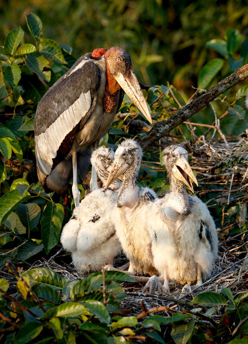 The population decline of the Greater Adjutant across its historic range is largely due to the felling of nest trees. But since Purnima Barman began her conservation work over a decade ago, no nest trees have been cut down in the villages of Dadara and Pacharia in Assam, and stork numbers have grown locally—from only 28 nests in 2007 to more than 200 nests today. Photo by Gerrit Vyn.