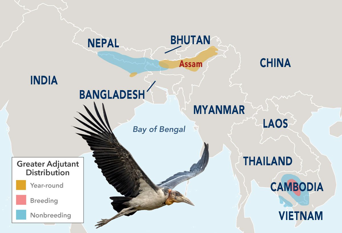 Historically the range of the Greater Adjutant covered India and Southeast Asia, but today the endangered storks are mostly found in the Indian state of Assam and in Cambodia. Map by Jillian Ditner. Greater Adjutant by Amol Marathe/Macaulay Library.