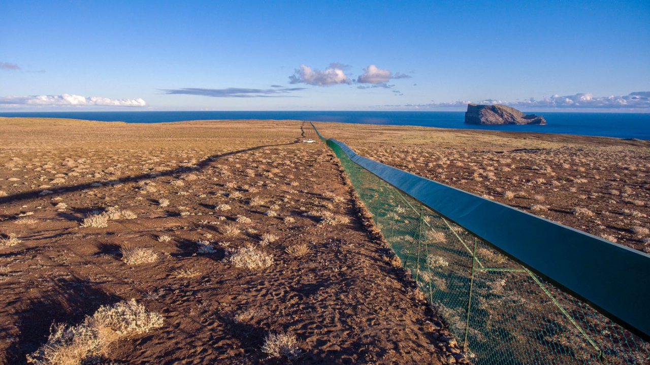 A 735-meter-long fence built in 2014 protects nesting Laysan Albatrosses and other species from cats on 150 acres on Guadalupe Island. Photo courtesy of GECI/J. A. Soriano.