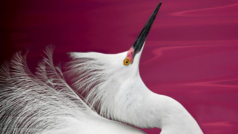 Snowy Egret by Cheryl Medow.