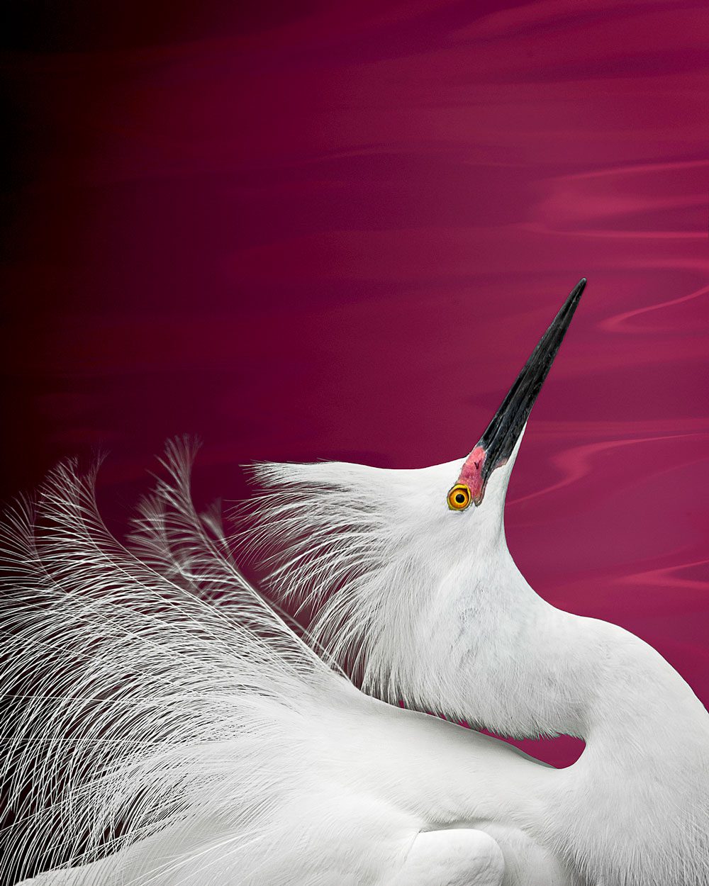 Snowy Egret by Cheryl Medow
