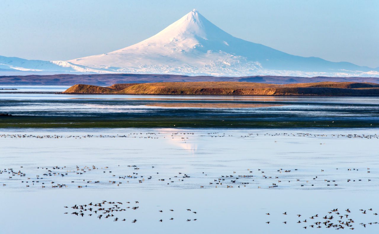 Waterfowl in front of the Shishaldin Volcano and over the lagoon in Izembek. Photo by Gerrit Vyn.