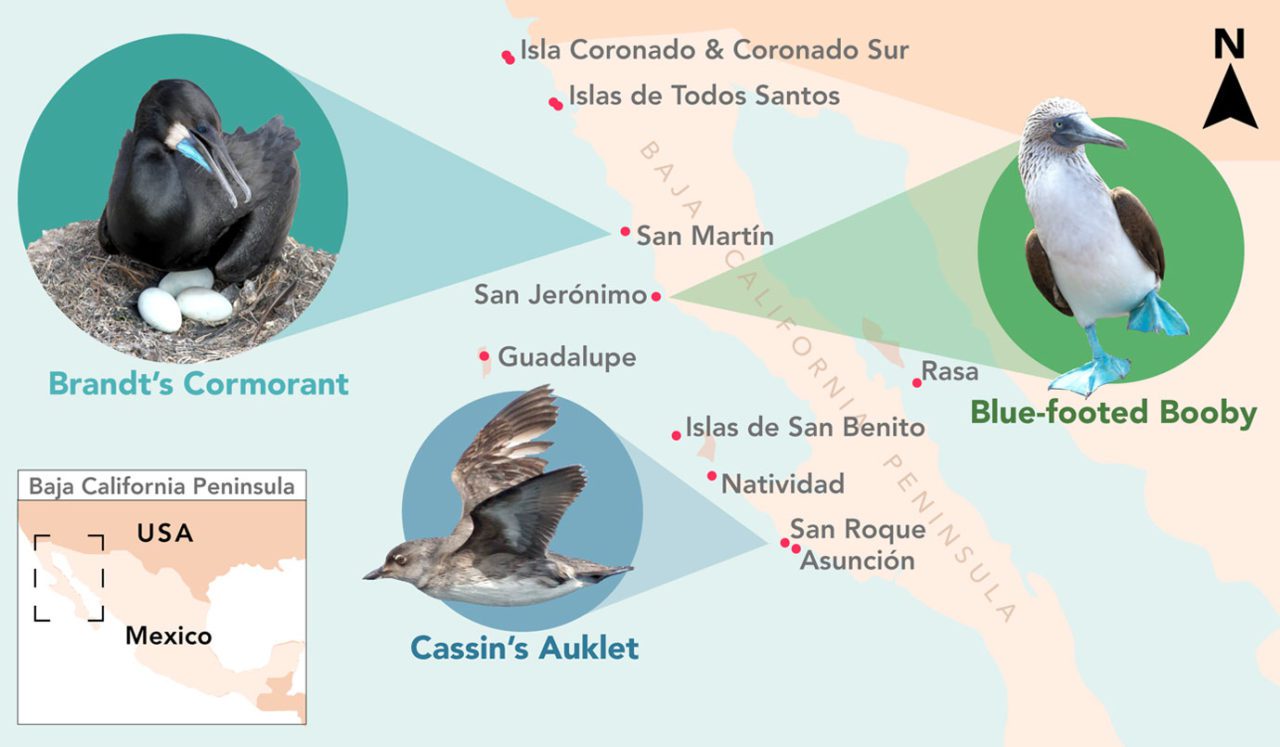 Seabirds come back to Mexican Islands. Over the past 25 years, scientists have worked to remove 60 populations of invasive mammals from the islands off the coast of the Baja Peninsula in western Mexico. As a result, 22 out of 27 previously extirpated bird species have returned to nest on the islands. Infographic by Jillian Ditner.