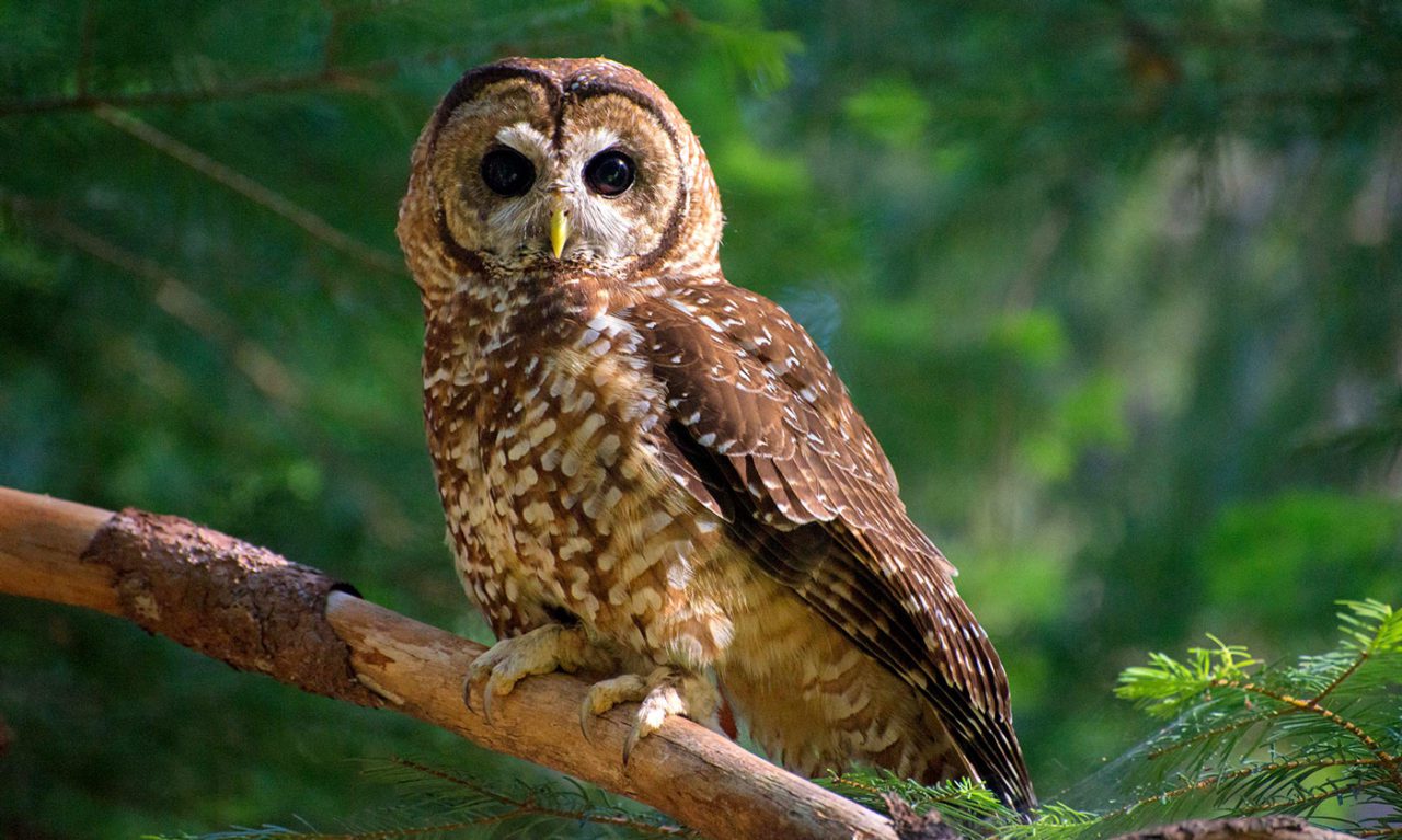 Researchers used Swift units from the Cornell Lab of Ornithology to conduct audio surveys for invasive Barred Owls, which pose a threat to the native California Spotted Owl. Photo of California Spotted Owl by Danny Hofstadter.