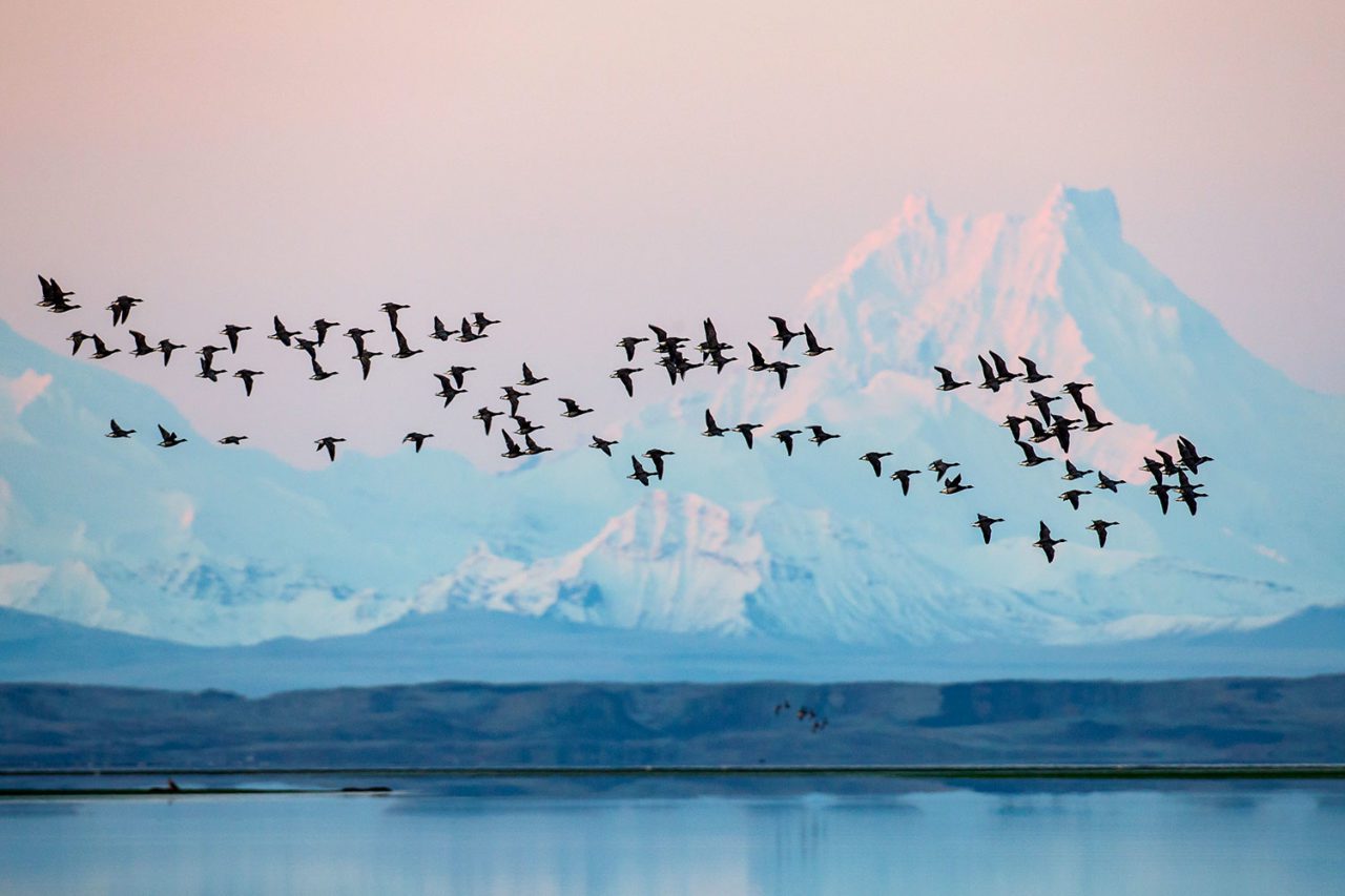 With the Isanotski volcano looming in the background, the refuge’s marine lagoon draws around 200,000 migratory Black Brant—almost the entire population of the subspecies in the Pacific Flyway—every autumn. Photo by Gerrit Vyn.