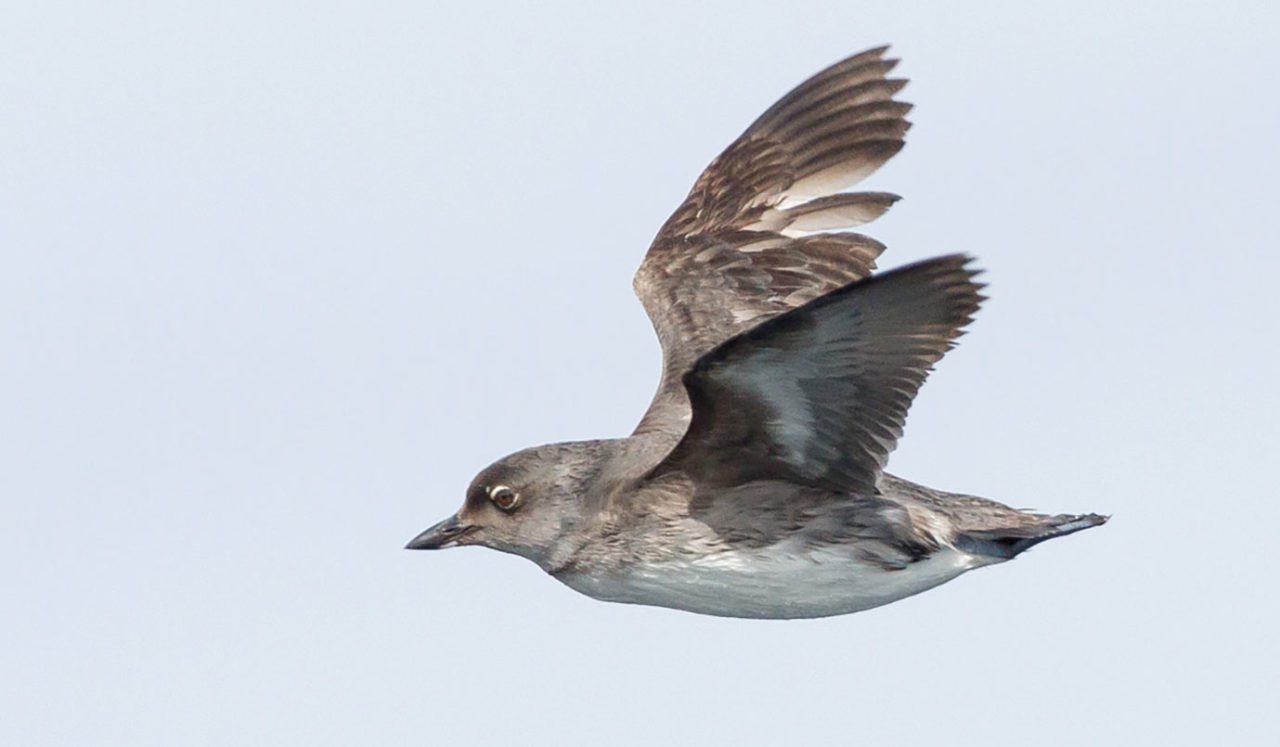 In 2008, 100 pairs of Cassin’s Auklets had recolonized these two islands, where they had previously been extirpated. In 2017 that number had increased to over 2,000 pairs. Photo by Tom Johnson/Macaulay Library.