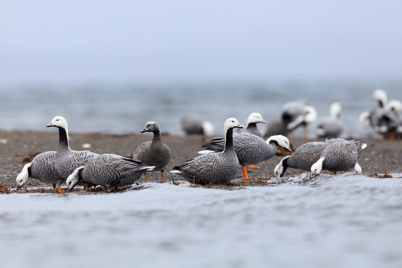 Izembek supports more than half of all wintering Emperor Geese in the world, as well globally significant concentrations of Steller’s Eider and Taverner’s Cackling Goose. Photo by Gerrit Vyn.