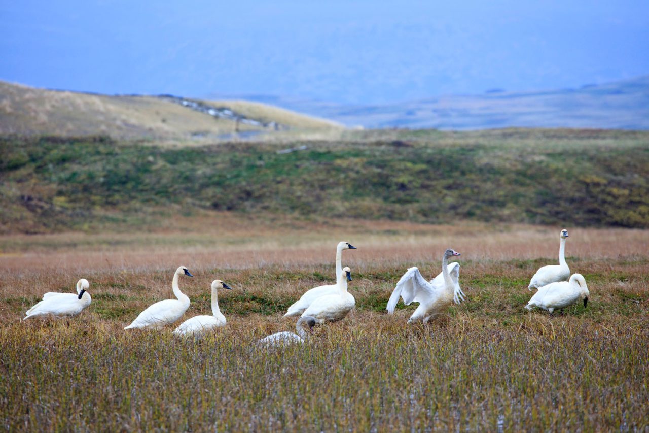 More than 500 Tundra Swans nest within Izembek NWR. The population is unique in being the only essentially non-migratory breeding population in North America. Photo by Gerrit Vyn.