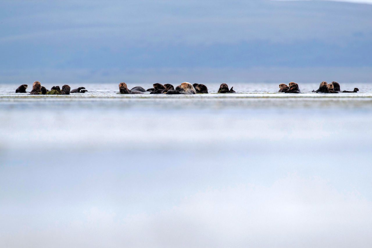 Izembek Lagoon is home to large numbers of Sea Otters. Photo by Gerrit Vyn.