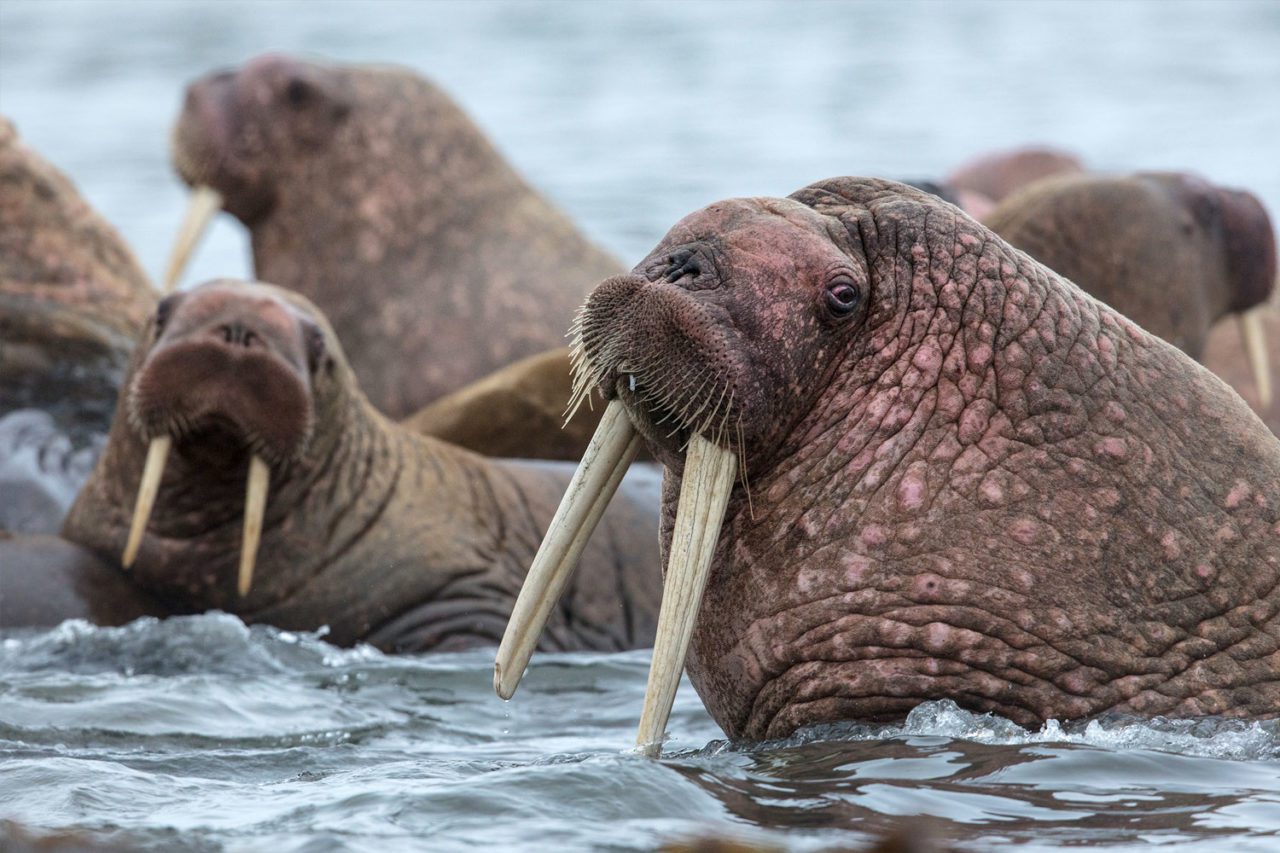 In recent years, walrus have begun hauling out en masse on the thin ribbon of barrier islands that separate Izembek’s lagoon from the Bering Sea. Photo by Gerrit Vyn.