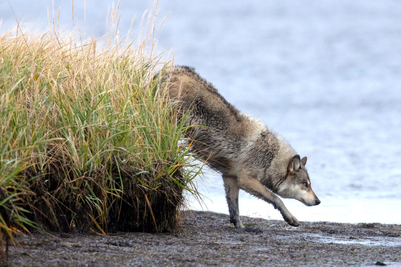 A Gray Wolf patrols the edge of Izembek Lagoon for potential meals. Photo by Gerrit Vyn.