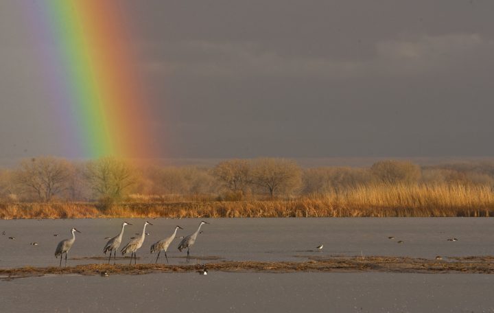 landscape shot with five Sandhill Cranes in front of a rainbow