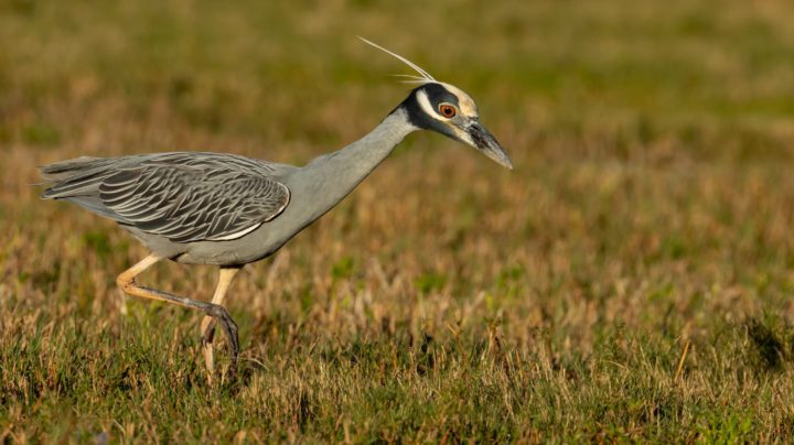 Yellow-crowned Night-Heron hunting in short grass