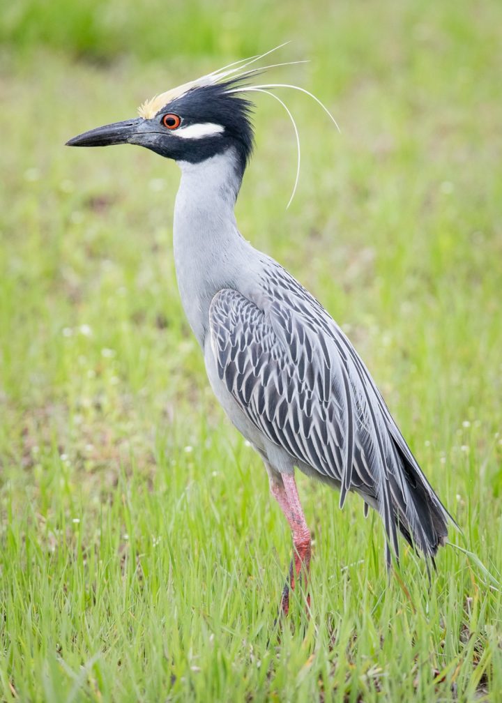Yellow-crowned Night-Heron standing upright