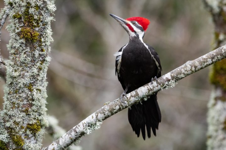 male Pileated Woodpecker on a leaning branch