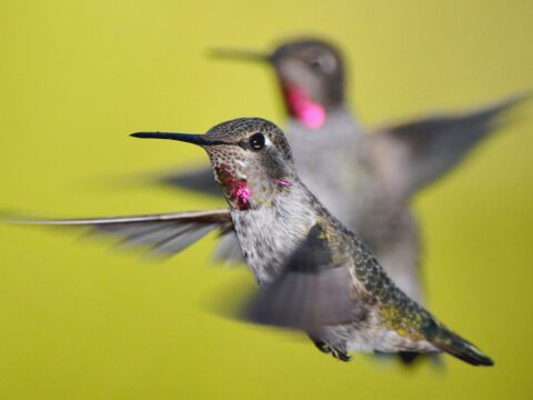 Anna's hummingbirds