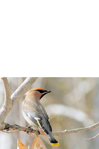 Bohemian Waxwing sitting on a small branch.