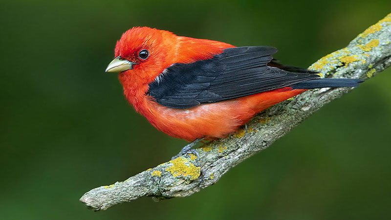 bird sounds from Cornell All About Birds