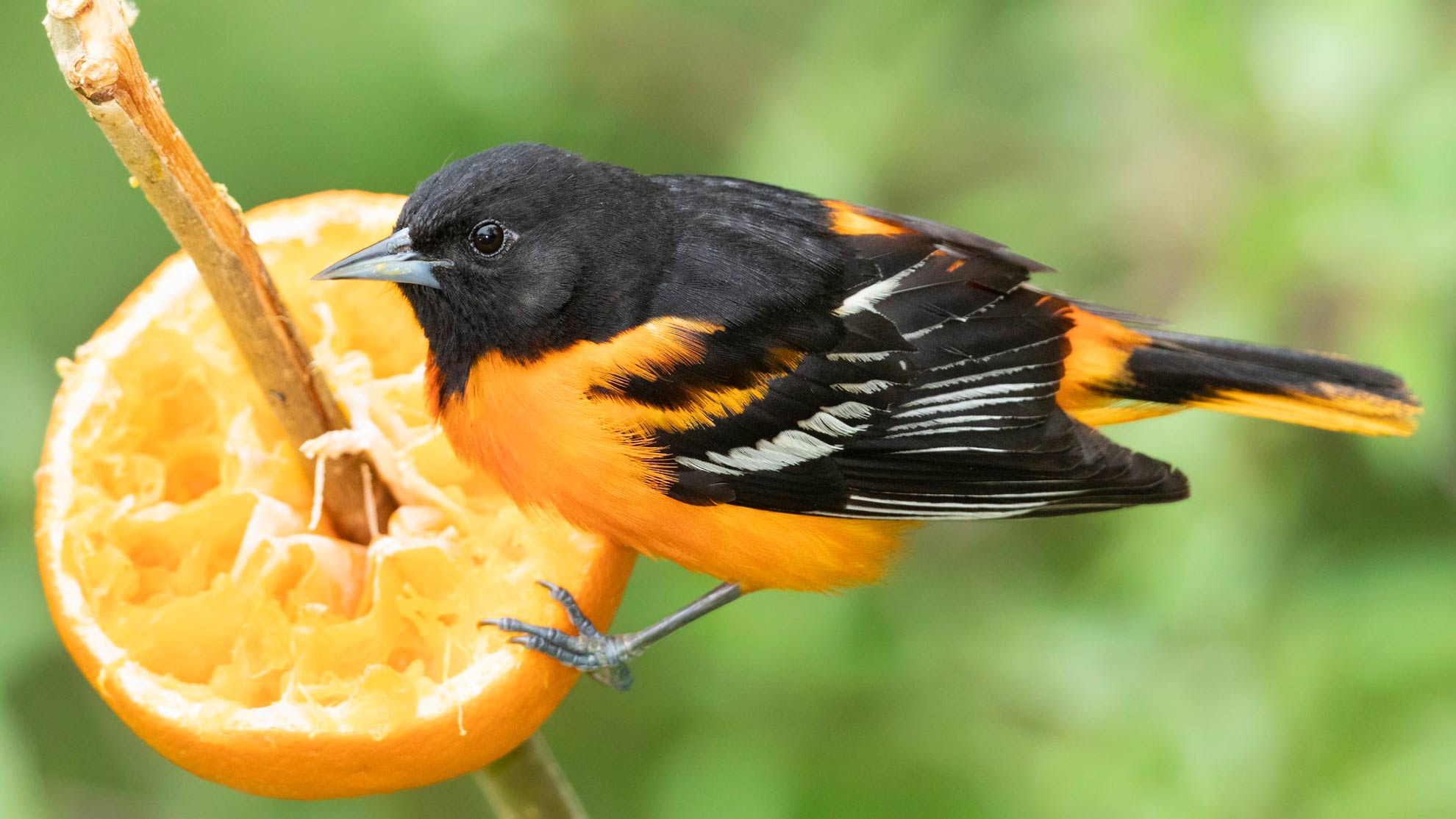Baltimore Oriole feeding from a cut orange