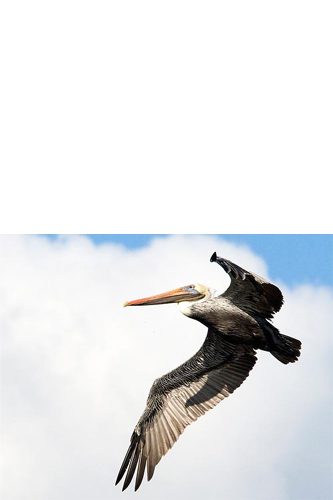 A Brown Pelican flying backlit.