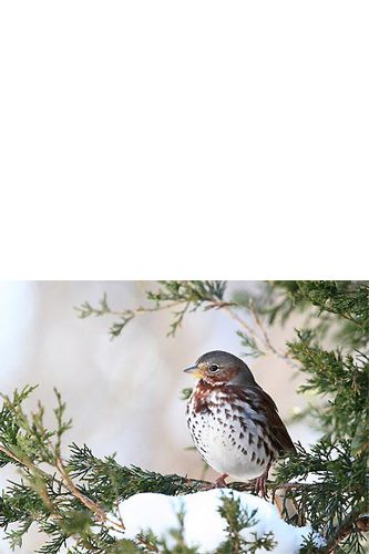 Fox Sparrow sits against a background of dark conifers.