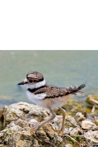 Juvenile Killdeer walking along a rocky shoreline.