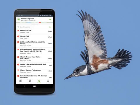 Flying Belted Kingfisher side-by-side with eBird Mobile App Screenn