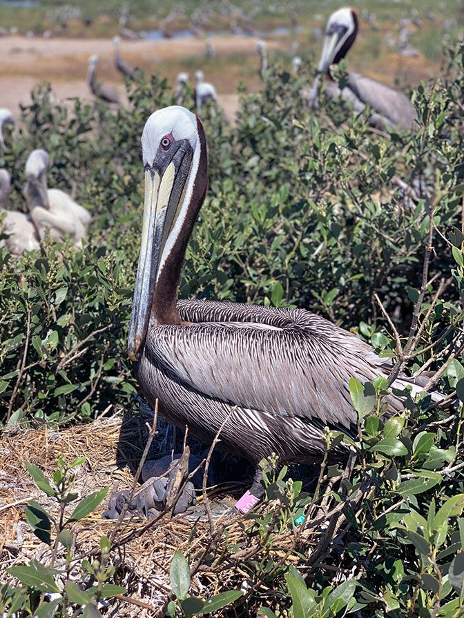 A true survivor—the banded Brown Pelican A04 was spotted nesting on Queen Bess Island in spring 2020. Back in August 2010, A04 was rescued and rehabbed after being injured following the spill. Photo by Travis Moore.