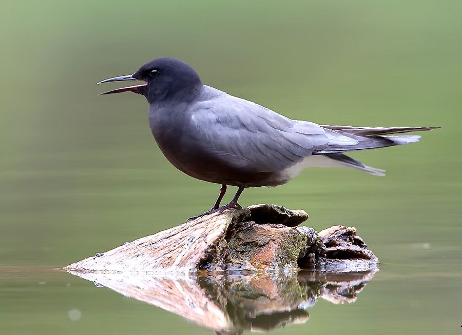 Black Tern by Ryan Shaw/Macaulay Library