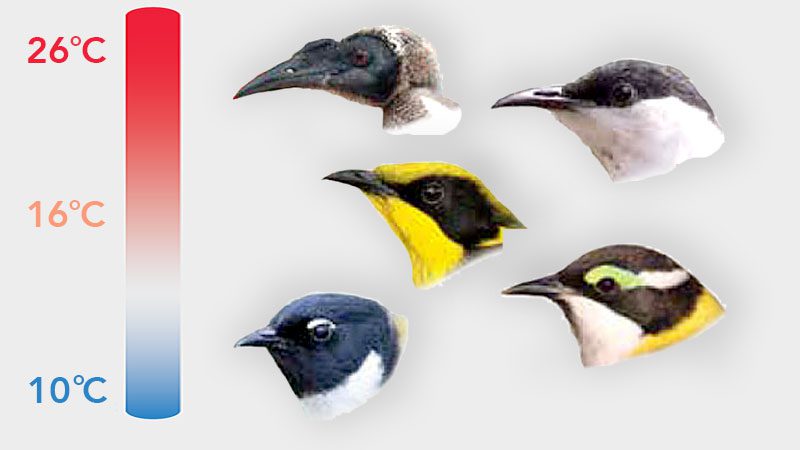 A Bird's Beak Is Shaped by More Than What it Eats | All About Birds All  About Birds